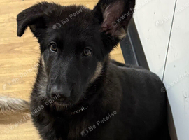 Last girl kcreg reduced to sell from health tested parents