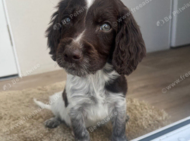 Cocker spaniel