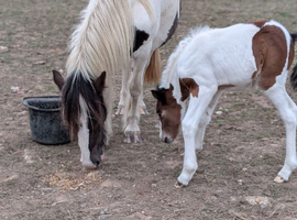 Mare with foal at foot