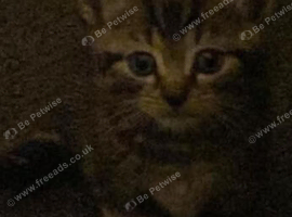 Male kitten