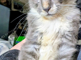 Loving Maine coon kittens