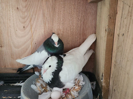 Iranian pigeons