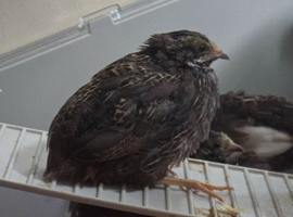 Button quail (Male)