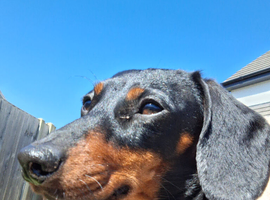 1 year old