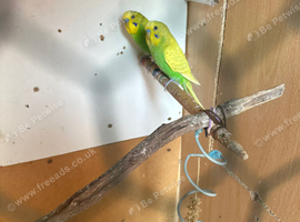 Lovely budgies males and females