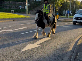 For sale Suzy 14hh lovely cob mare