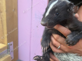 Baby rescue skunk now ready