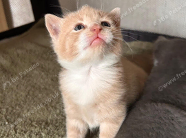 British shorthair kittens