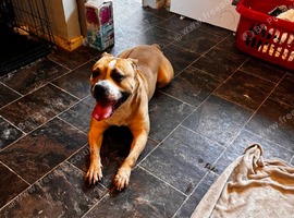 Rehome
