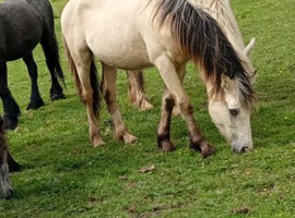 Buskin cob cross id colt