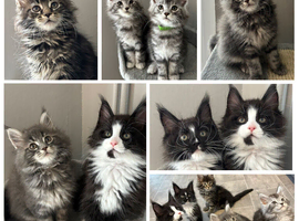 AMAZING TICA REGISTERED MAINE COON KITTENS
