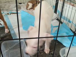 Learcher staff puppies