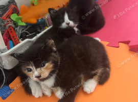 Cute kittens are looking for a home