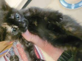 2 cute female kittens for sale