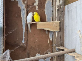 Pair of budgies