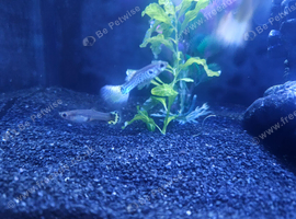 Guppy fish 2 male 2 female