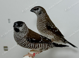 Beautiful pair of cherry finches  for sale