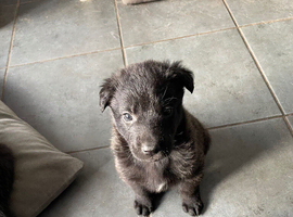 Gsd x pups for sale