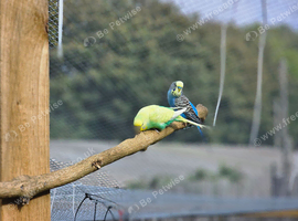 Female budgie