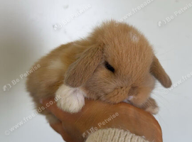 Pure breed mini lops for reserve
