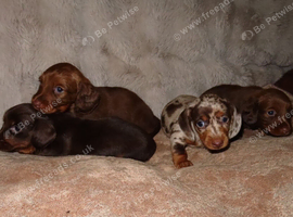 Mini Longhaired Dachshund puppies.