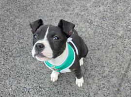 Micro bully x staffy