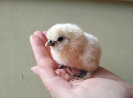 White Silkie chicks