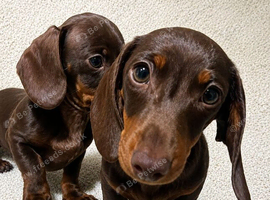 Stunning dachshund boys