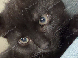 Beautiful Kitten