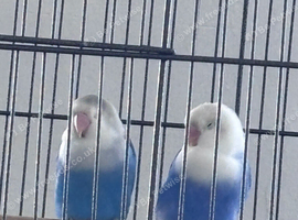 2 lovely blue lovebirds are looking for a new home
