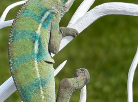 Panthers chameleon
