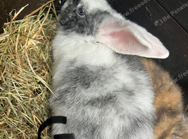 Baby lops ready now