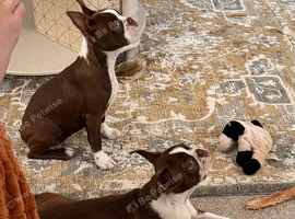 Red and white Boston terriers
