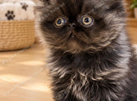 Registered pedigree Persian
