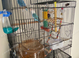 rehome for two blue lovebirds