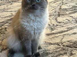 Ragdoll mix female 1 year old