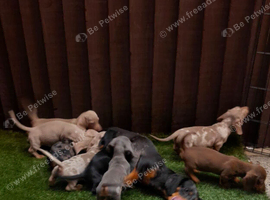 Beautiful KC Registered Dachshund puppies.