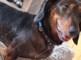 Male 2 years minature child free home