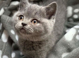 Last female beautiful British Short Hair baby looking for her forever home