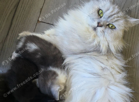 Ready now Beautiful British long haired kitten