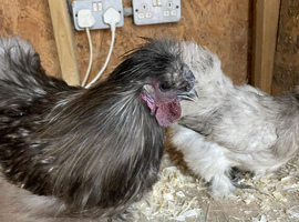 Blue silkie pair