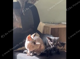 Sphynx cross kitten female