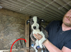 Collie bull grey pups
