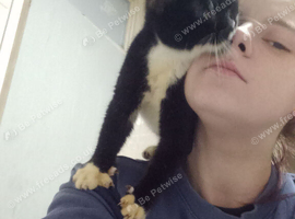 IM BEAR 5 MONTH OLD BENGAL ragdoll Cross urgent home needed