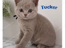 Only 3 available now - GCCF BRED British Short Hair kittens