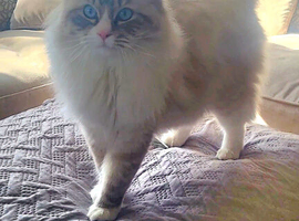GCCF seal tabby mitted (Stud only)