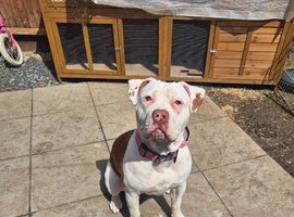 8 month old looking for a new home