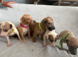 Beautiful Whippet Puppies - Boys & Girls