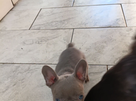 5 Boy frenchies pups