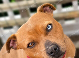 Blue Fawn Merle carrying Tan Staffordshire Bull Terrier for Stud